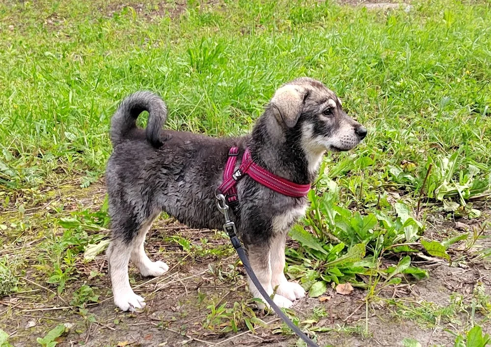 Gabidogs kennel - Ostrobothnia pet otel görseli 3