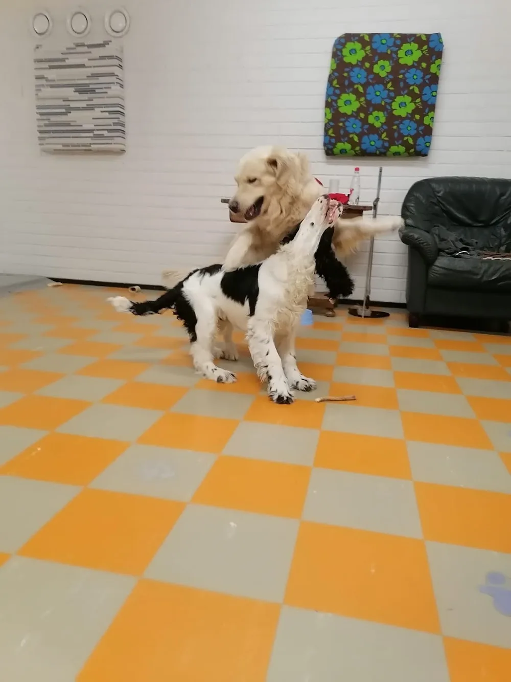 Hunddagis Doggis - Ostrobothnia pet otel