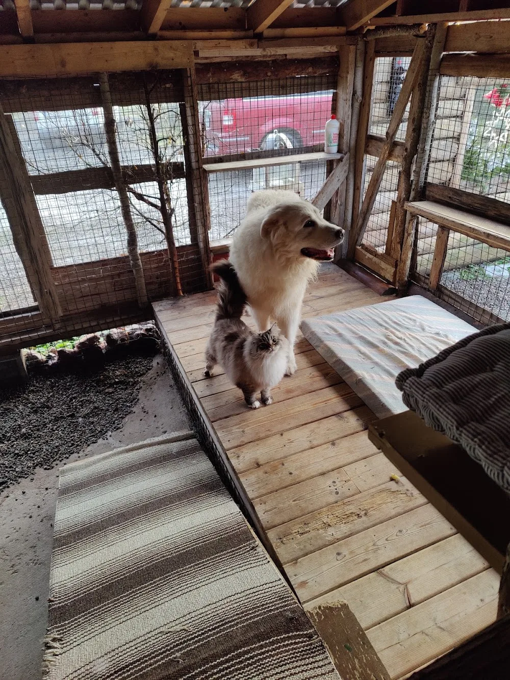 Lemmikkihoitola Tassumaja - Ostrobothnia pet otel görseli 3