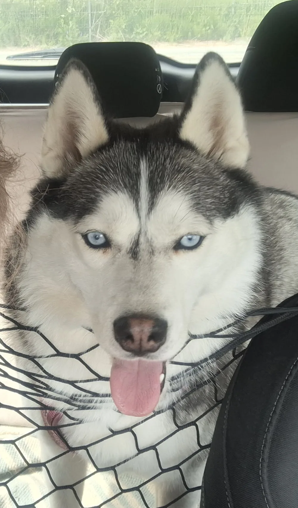 Tmi Satu Mäki - Ostrobothnia pet otel görseli 2