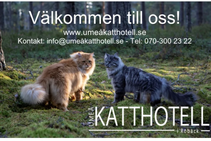 Umeå Katthotell i Röbäck - Ostrobothnia pet otel görseli 2