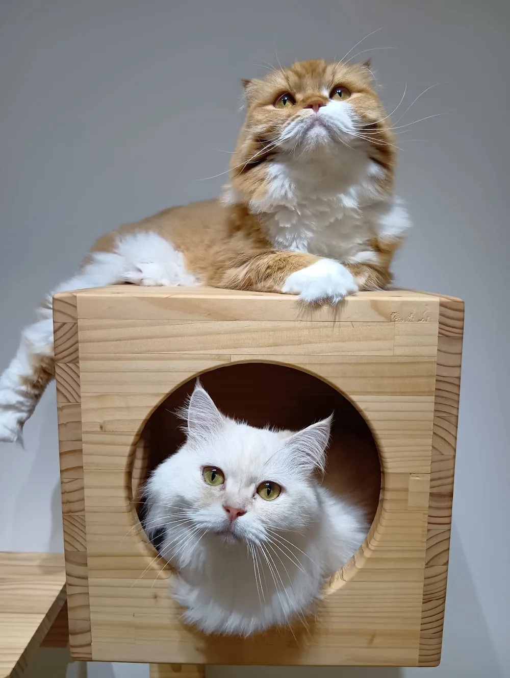 【品川区猫専用ペットホテル】CAT FRIENDS HOTEL TOKYO - Ota pet otel