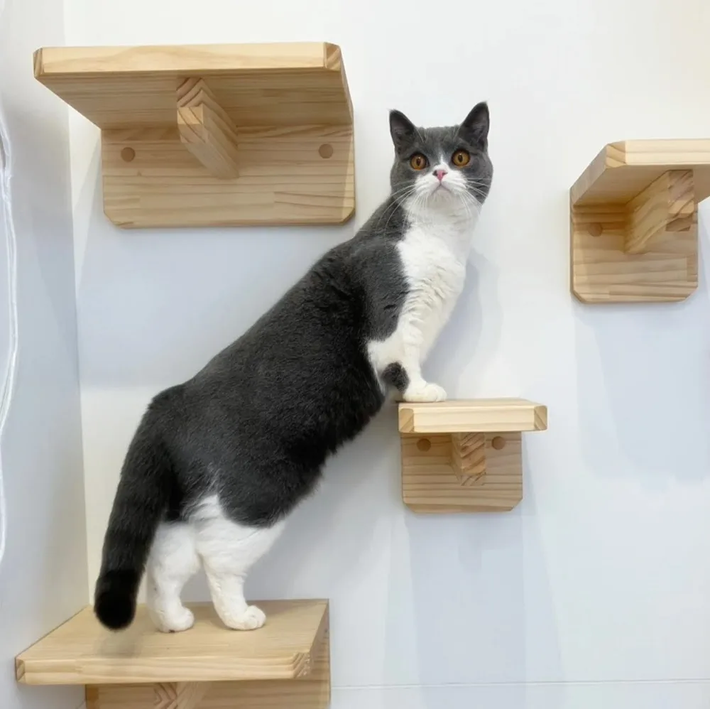 【品川区猫専用ペットホテル】CAT FRIENDS HOTEL TOKYO - Ota pet otel görseli 3