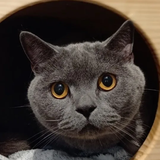 【品川区猫専用ペットホテル】CAT FRIENDS HOTEL TOKYO - Ota pet otel görseli 4