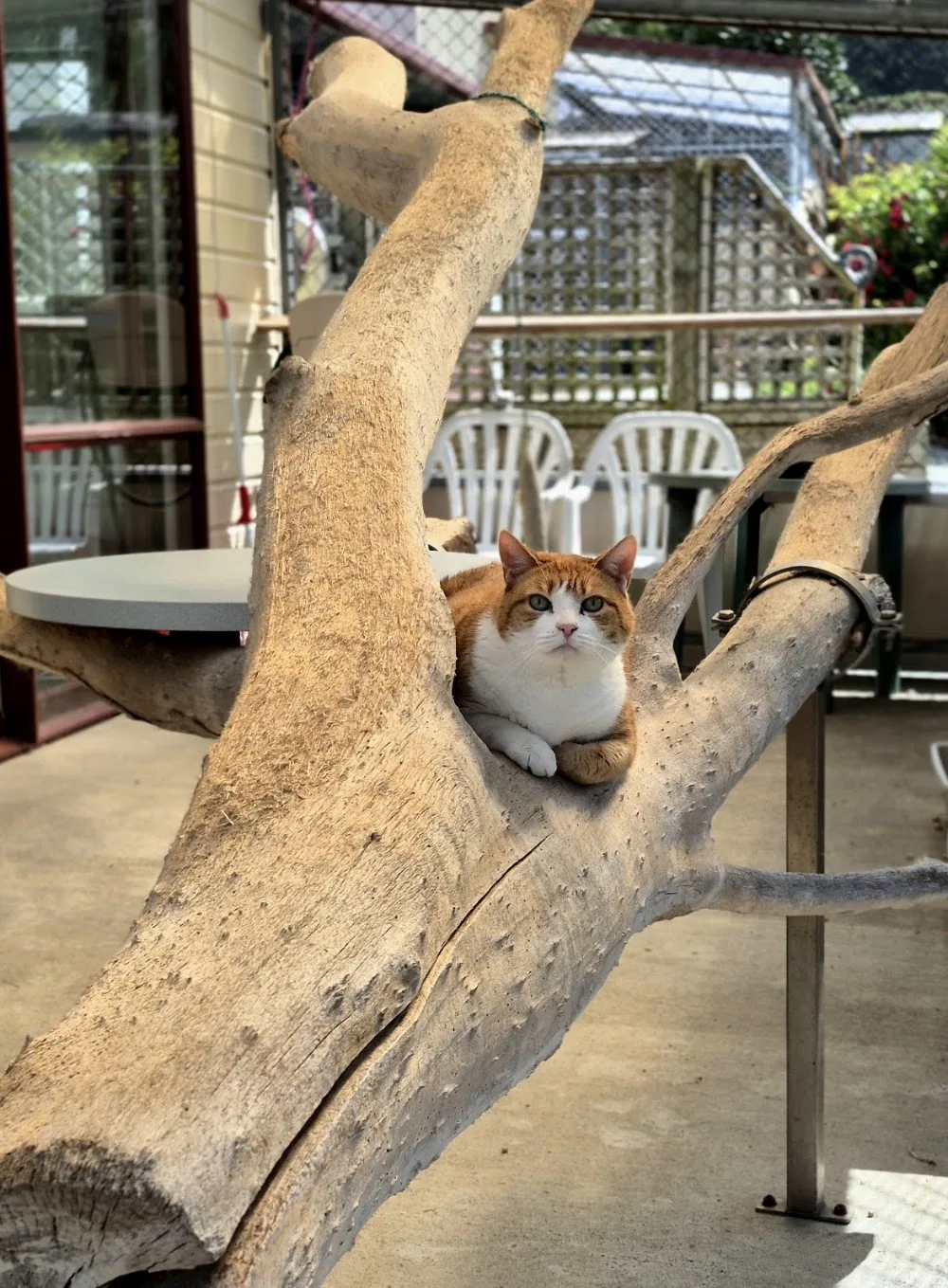 Allandale Cattery & Kennels - Otago pet otel