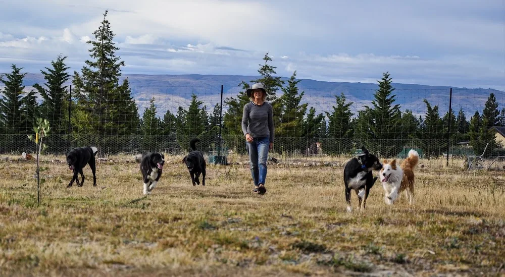 BIG DOGS HOMESTAY - Otago pet otel