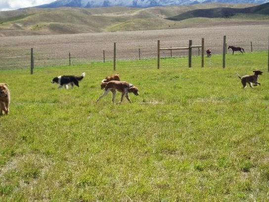 Central Boarding Kennels & Cattery - Otago pet otel görseli 3