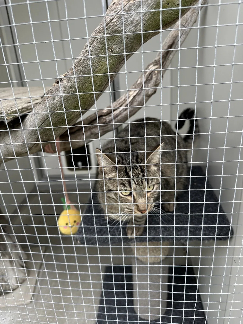 Comfy Cats Boarding Cattery - Otago pet otel