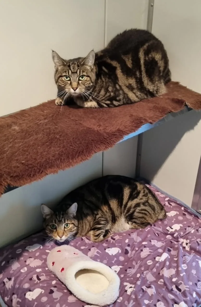 Comfy Cats Boarding Cattery - Otago pet otel görseli 3