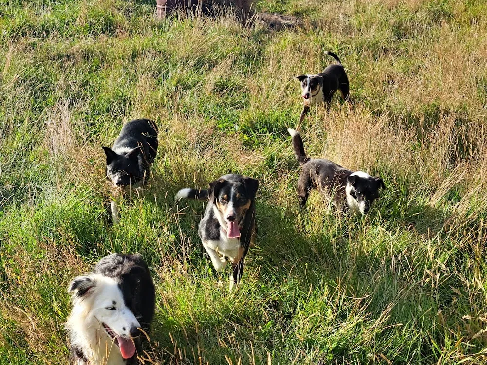 Dog Whisperer Services - Otago pet otel