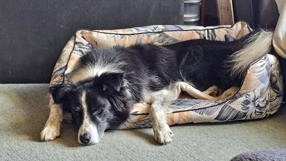 Dog Whisperer Services - Otago pet otel görseli 3