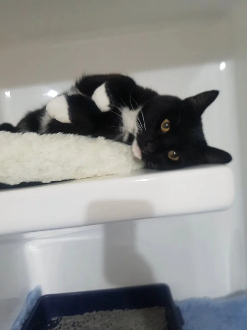 East Gore Cattery and Pampered Pets Ltd - Otago pet otel