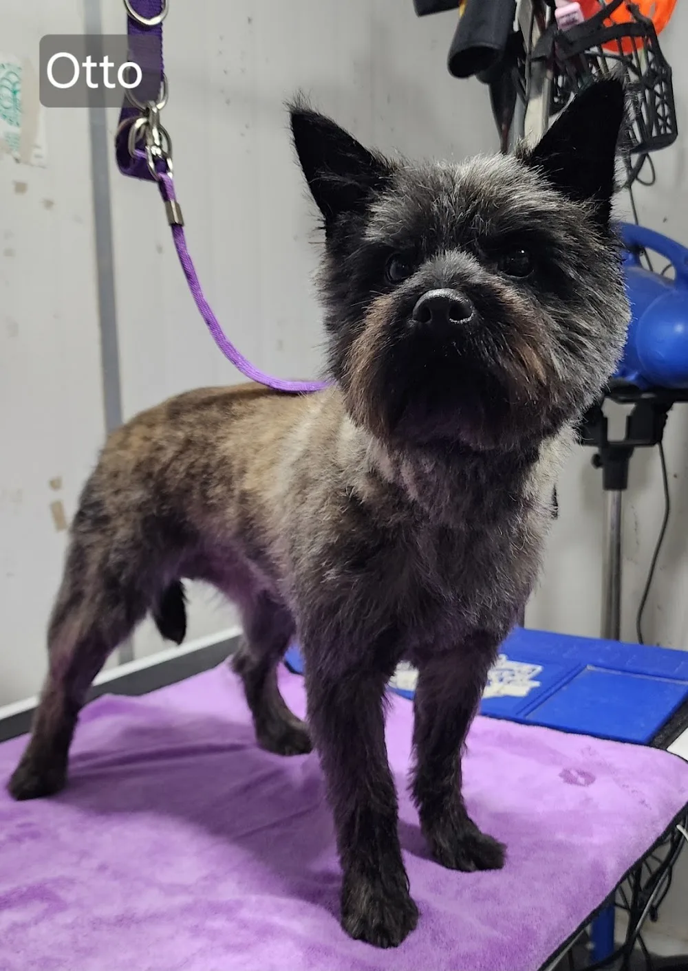 East Gore Cattery and Pampered Pets Ltd - Otago pet otel görseli 3