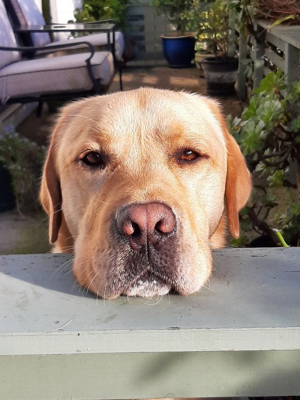 K9 Cribs - Otago pet otel