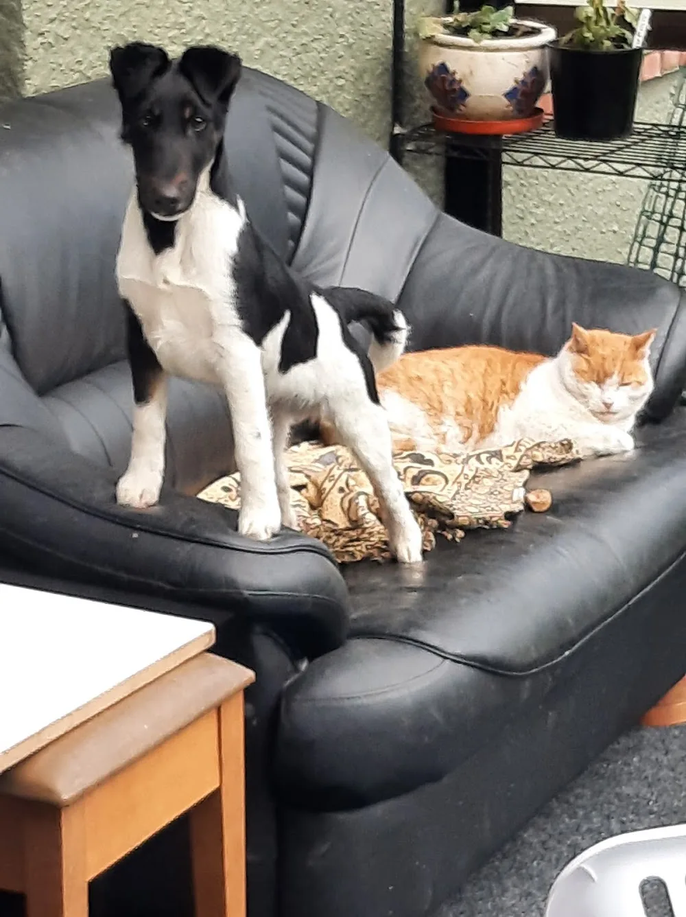 K9 Cribs - Otago pet otel görseli 3