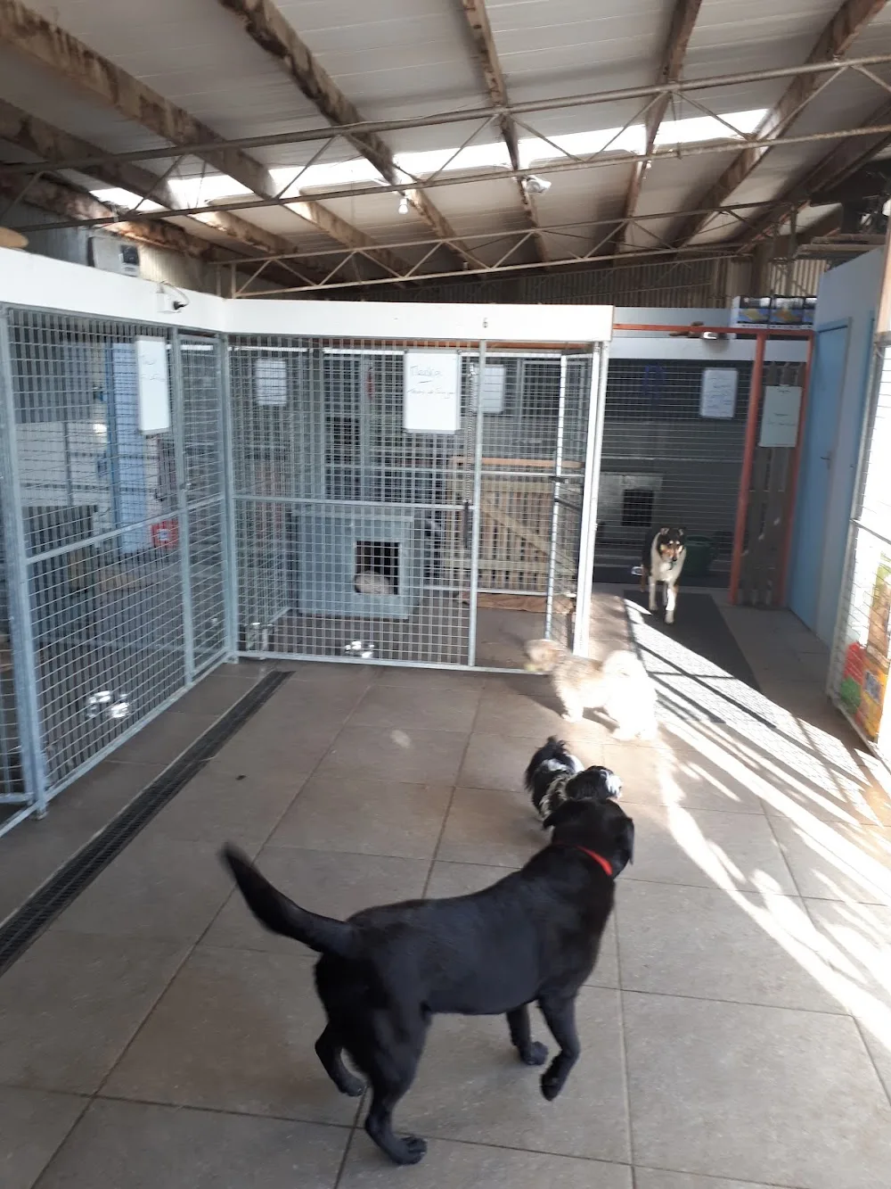 Kates Kats - Otago pet otel
