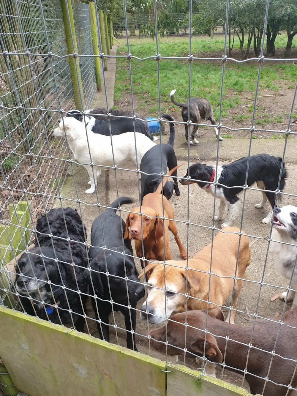Oreti Cattery & Boarding Kennels - Otago pet otel görseli 2