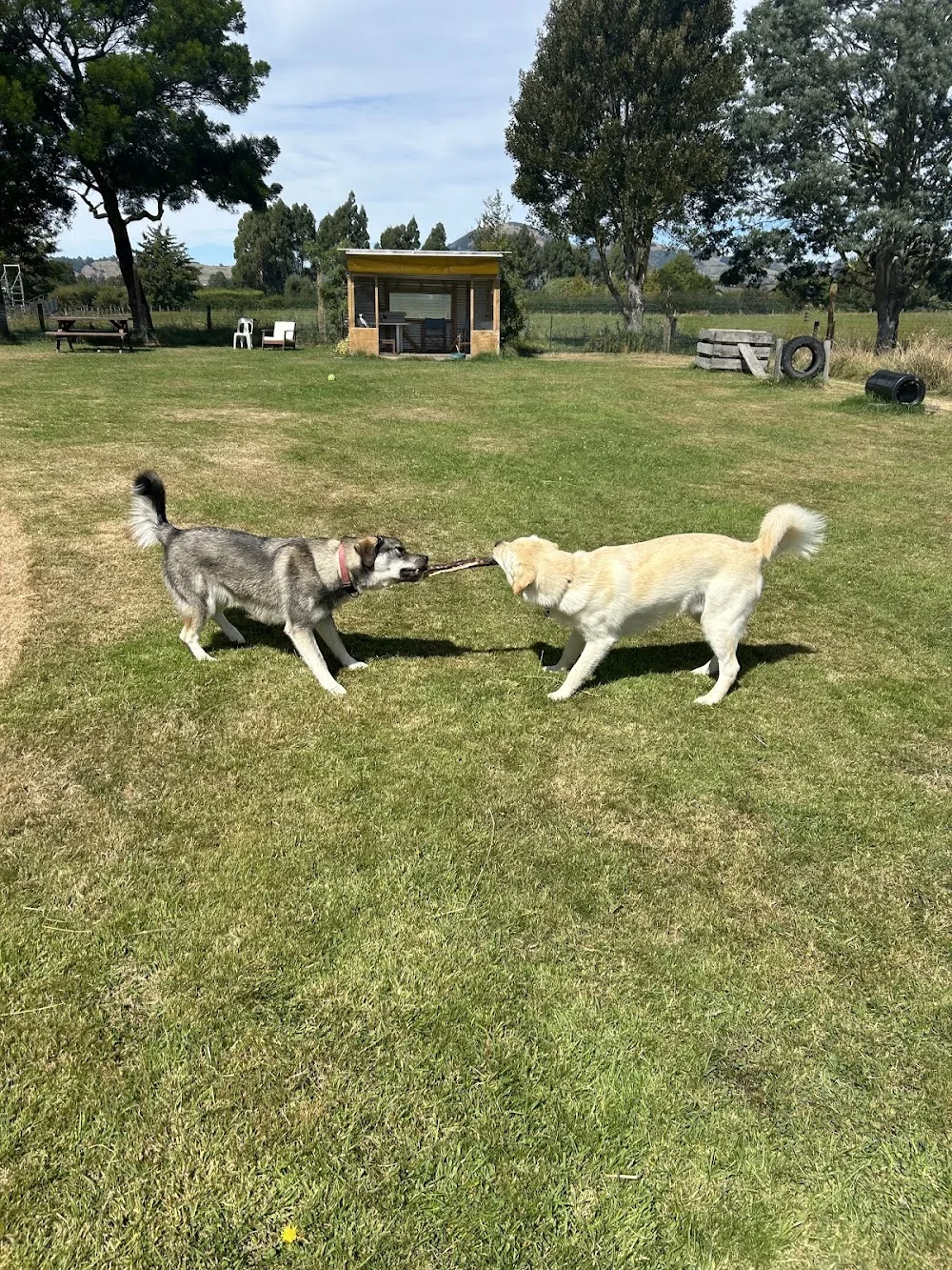 Paddock Park - Otago pet otel görseli 2