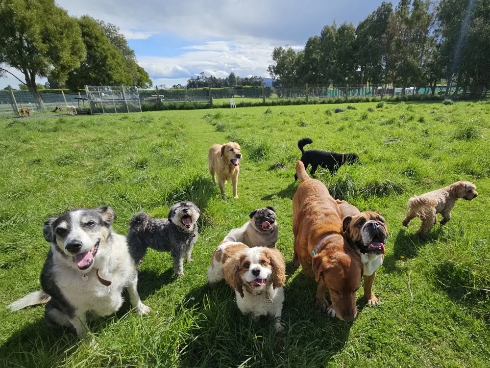 Paddock Park - Otago pet otel görseli 3