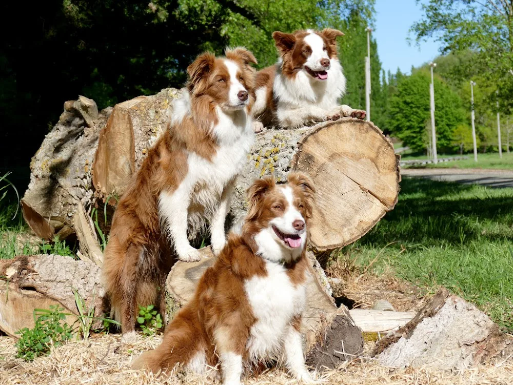 Pukerau Boarding Kennels and Cattery - Otago pet otel görseli 3