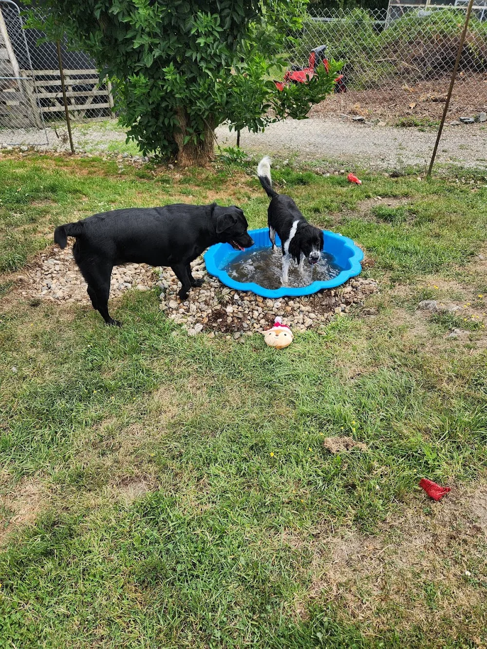 Stonebrooke Kennels & Cattery - Otago pet otel görseli 3
