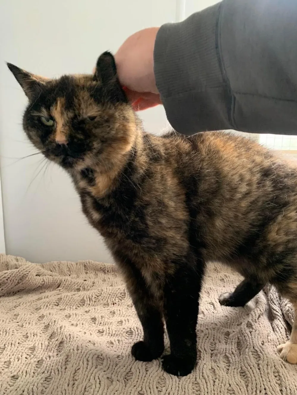 The Purr-fect Cattery - Otago pet otel