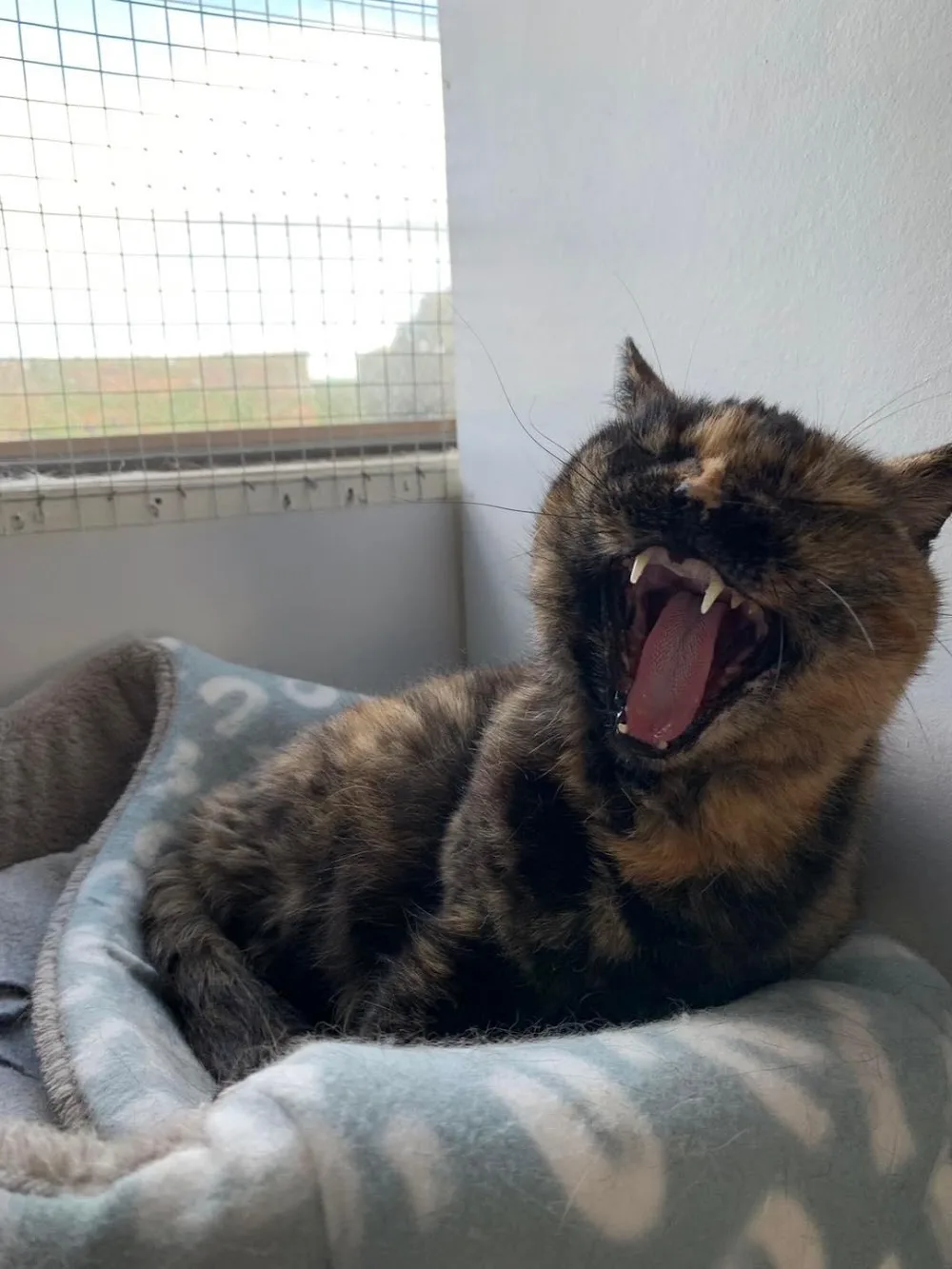The Purr-fect Cattery - Otago pet otel görseli 3