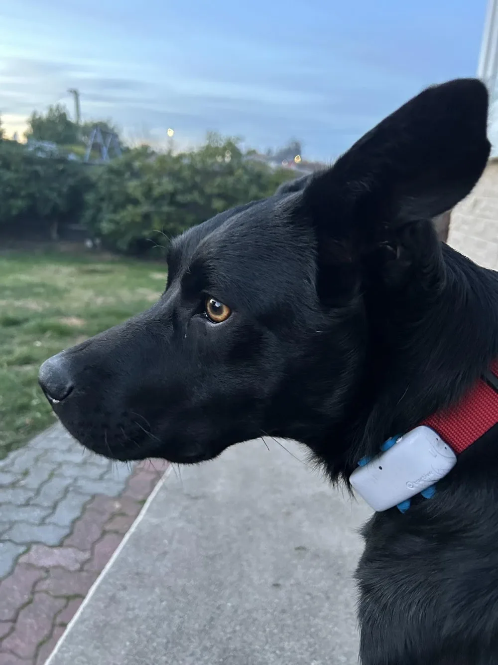 Timaru Pet Resort - Otago pet otel