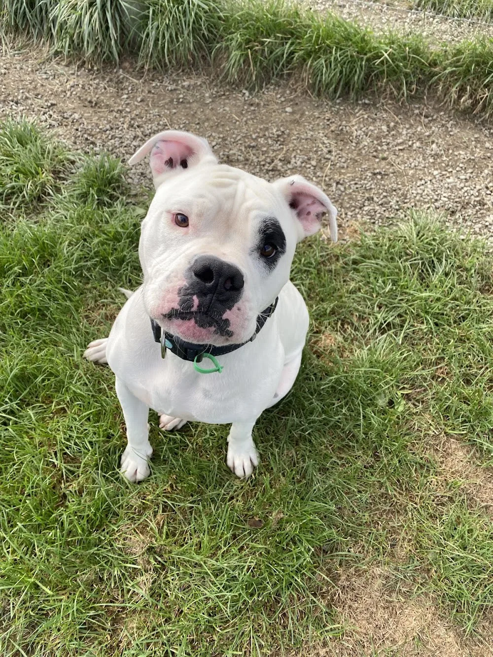 Timaru Pet Resort - Otago pet otel görseli 3