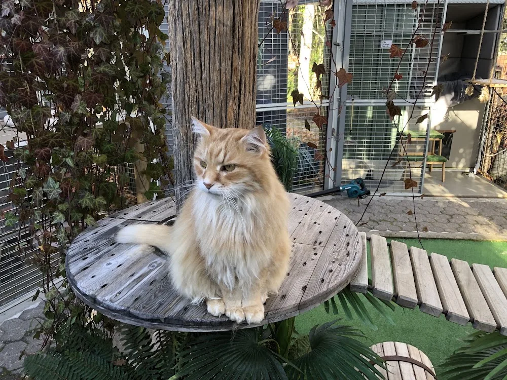 Valley Cat's Cattery - Otago pet otel