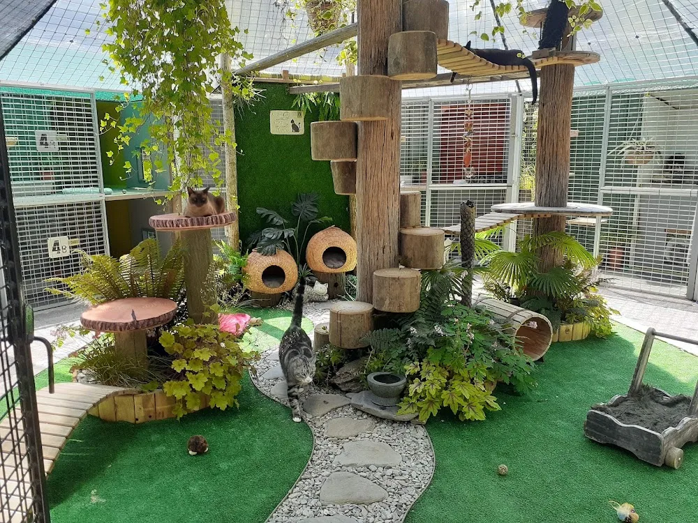 Valley Cat's Cattery - Otago pet otel görseli 3