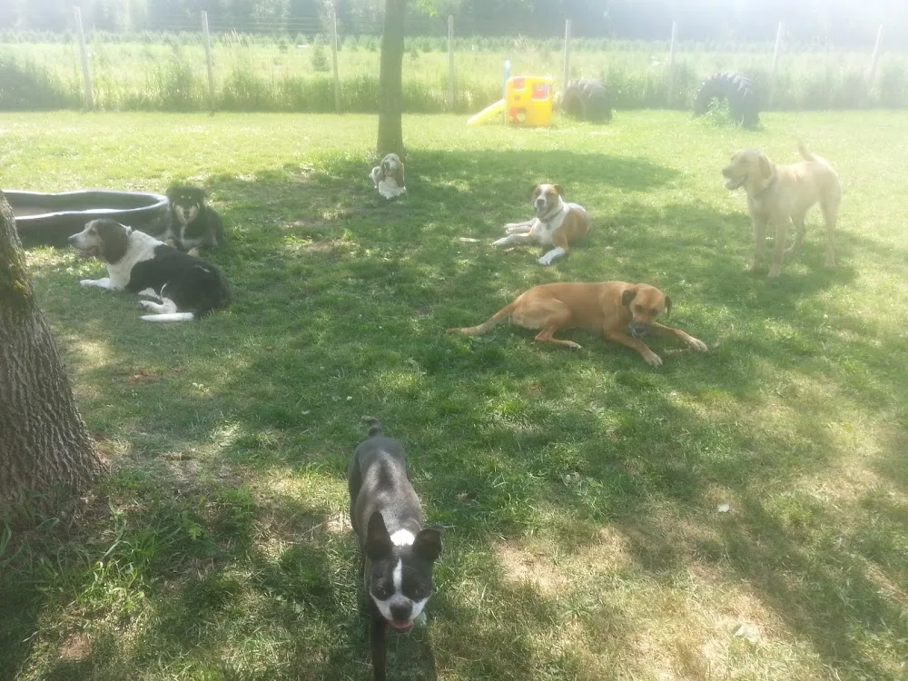 CasaCanine Kennel - Ottawa pet otel