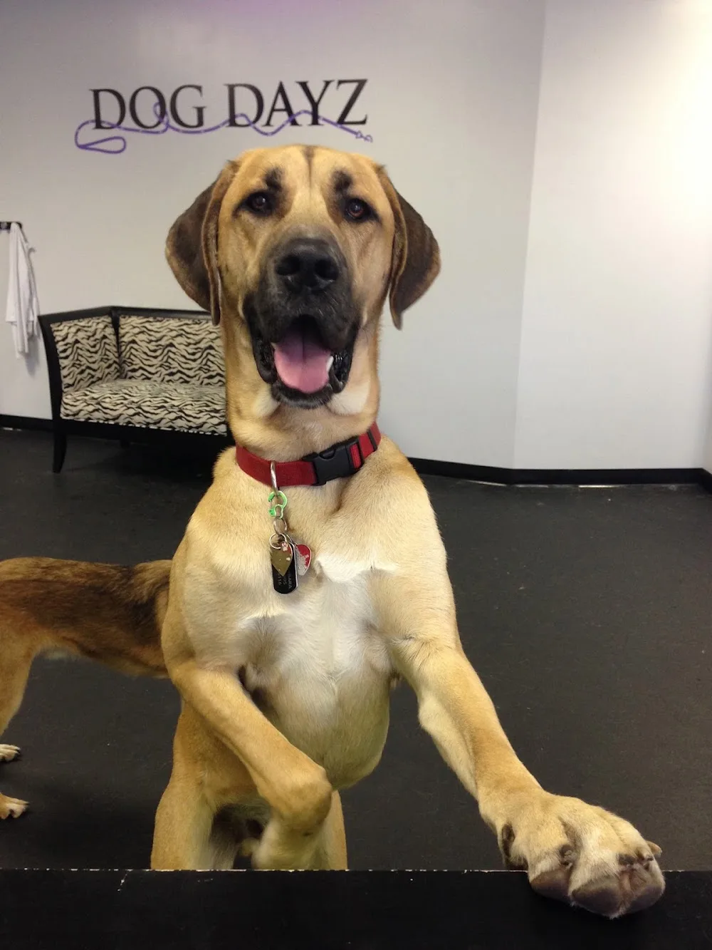 Dog Dayz Dog Care & Training Inc - Ottawa pet otel