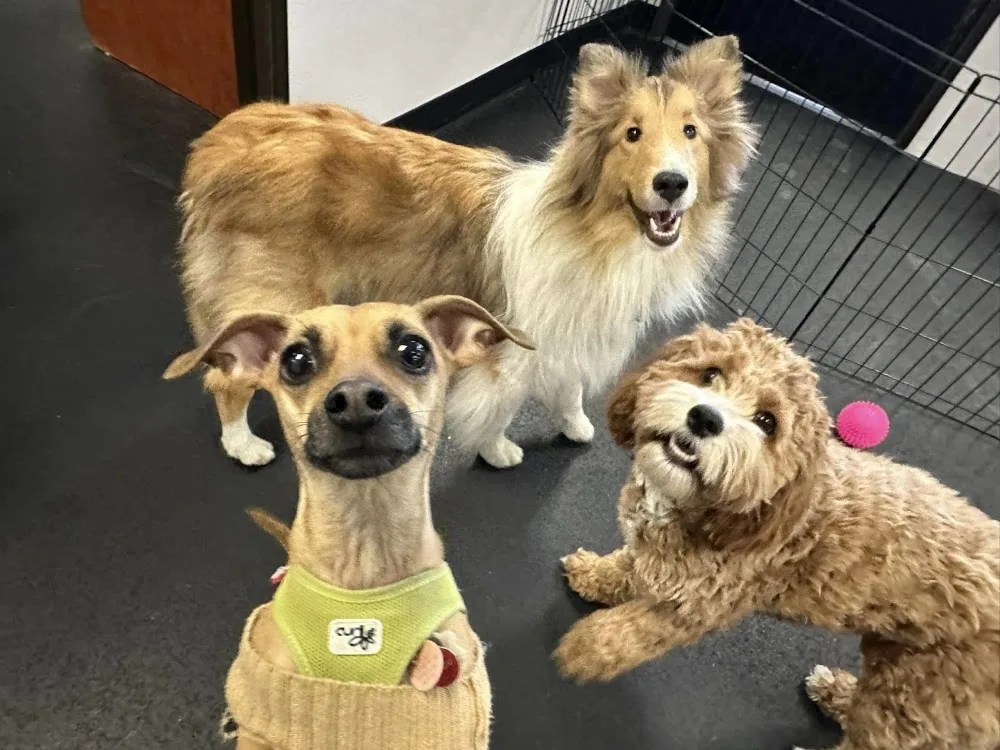 Dog Dayz Dog Care & Training Inc - Ottawa pet otel görseli 3