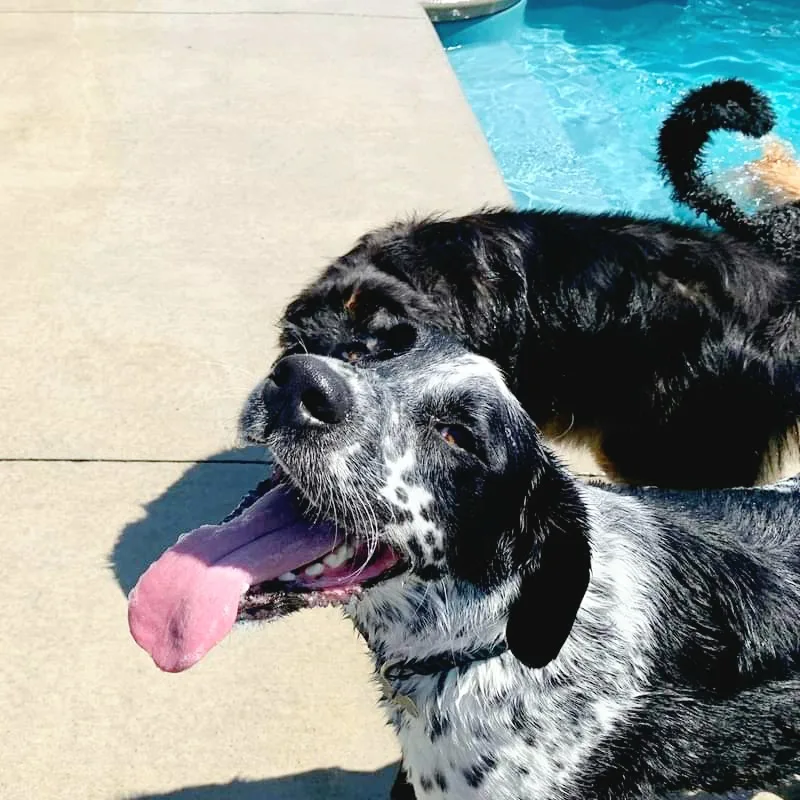 Dog World Bedrock Kennels - Ottawa pet otel