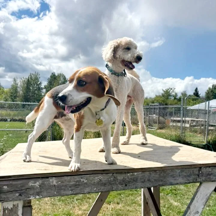 Dog World Bedrock Kennels - Ottawa pet otel görseli 3