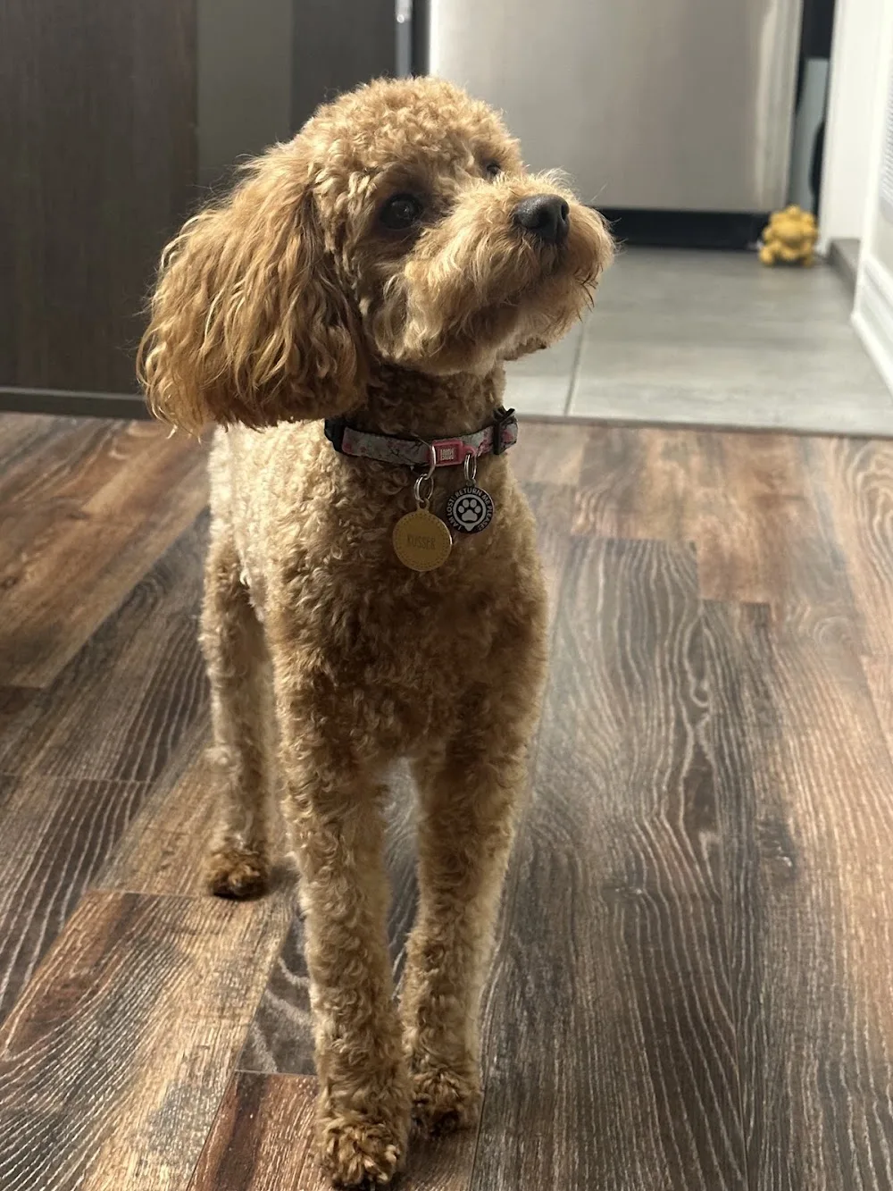 Dogging It – Dog Grooming & Daycare in Ottawa - Ottawa pet otel