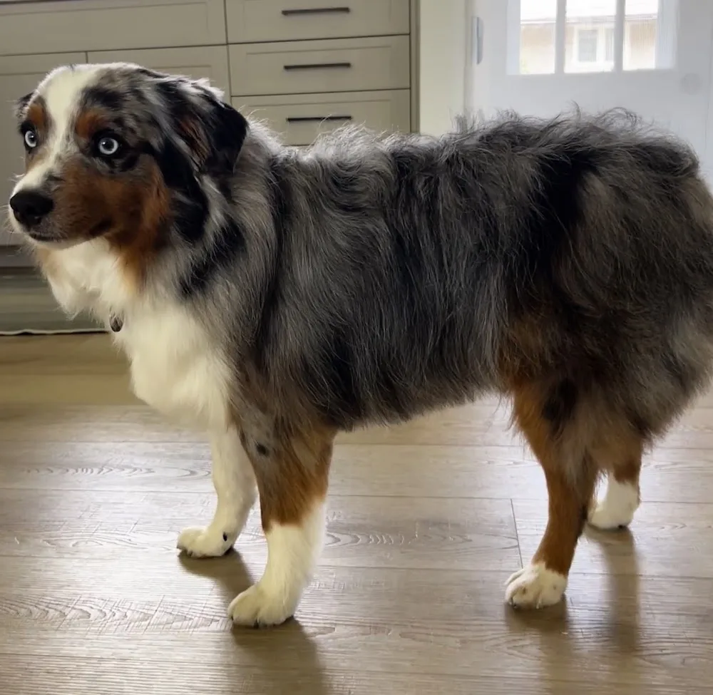 Dogging It – Dog Grooming & Daycare in Ottawa - Ottawa pet otel görseli 3
