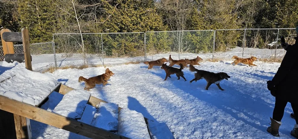 Dragonluck Kennels - Ottawa pet otel görseli 3