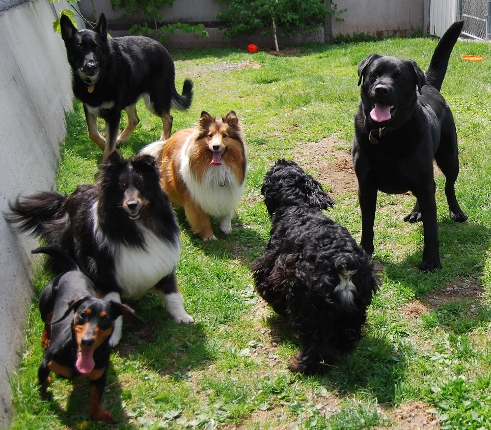 Gloucester Boarding Kennels - Ottawa pet otel görseli 3