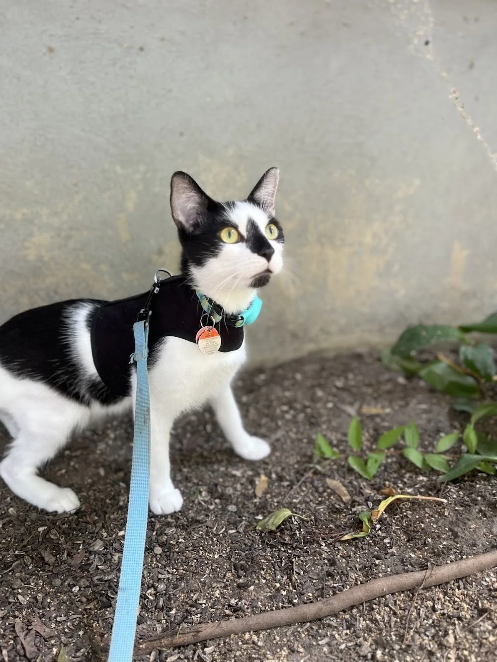 Manotick Cat Boarding - Ottawa pet otel