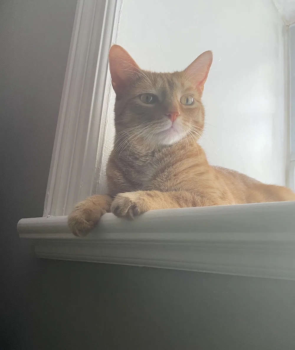 Manotick Cat Boarding - Ottawa pet otel görseli 3