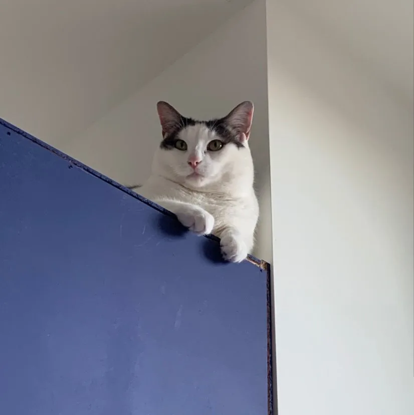 Manotick Cat Boarding - Ottawa pet otel görseli 5