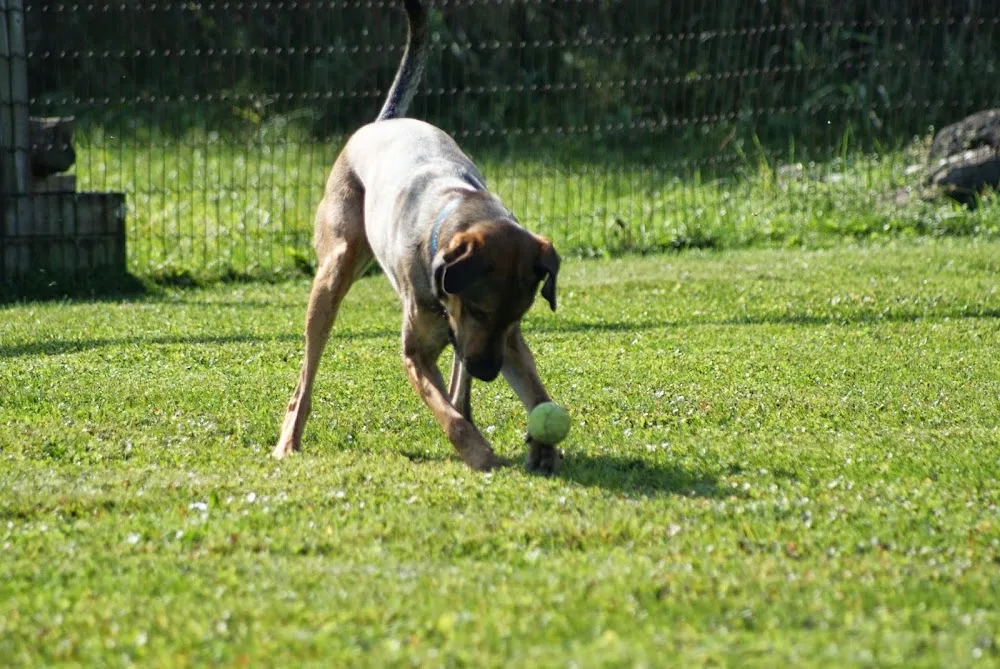 Matthews Kennels - Ottawa pet otel görseli 3