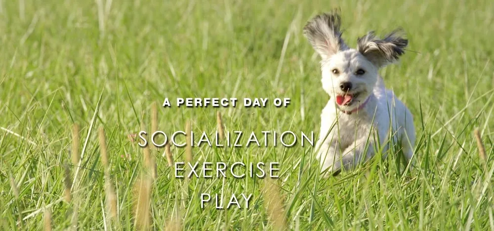 Mutts n Pups Doggy Daycare - Ottawa pet otel