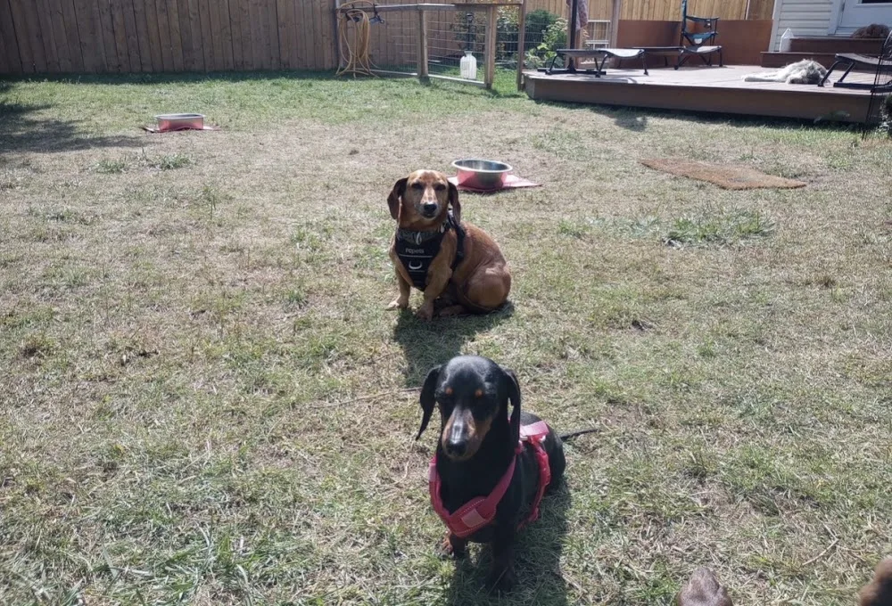 Mutts n Pups Doggy Daycare - Ottawa pet otel görseli 3