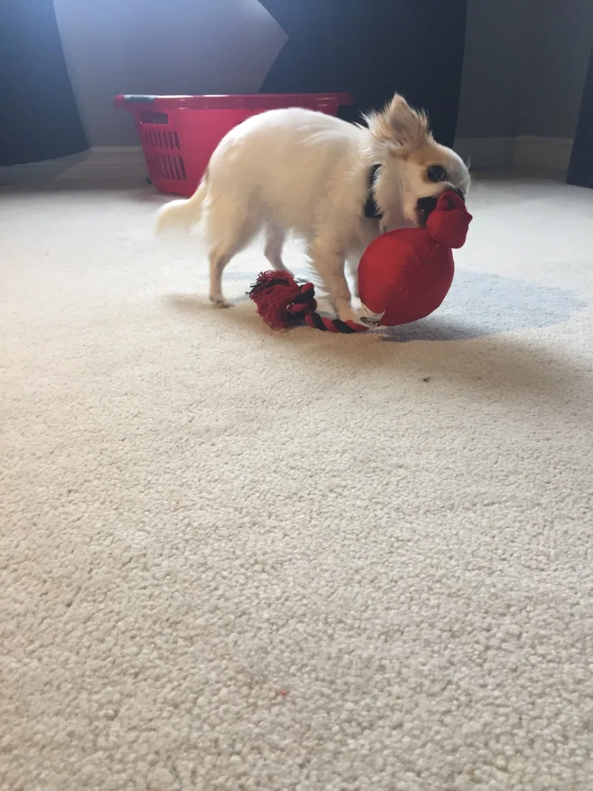 My Pet Service - Ottawa pet otel