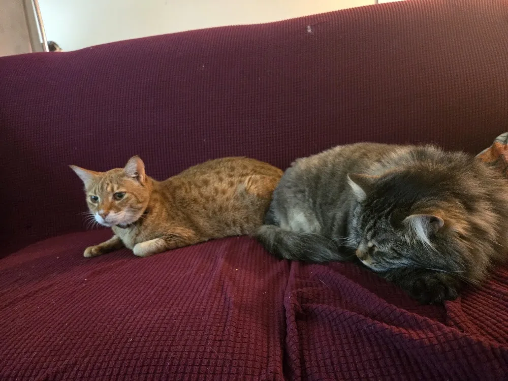 Priority Pet Boarding Services Inc. - Ottawa pet otel