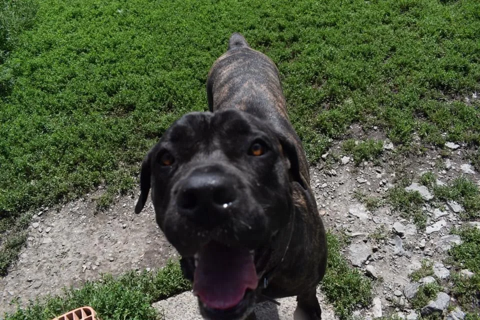 Tails & Trails Country Pet Resort - Ottawa pet otel