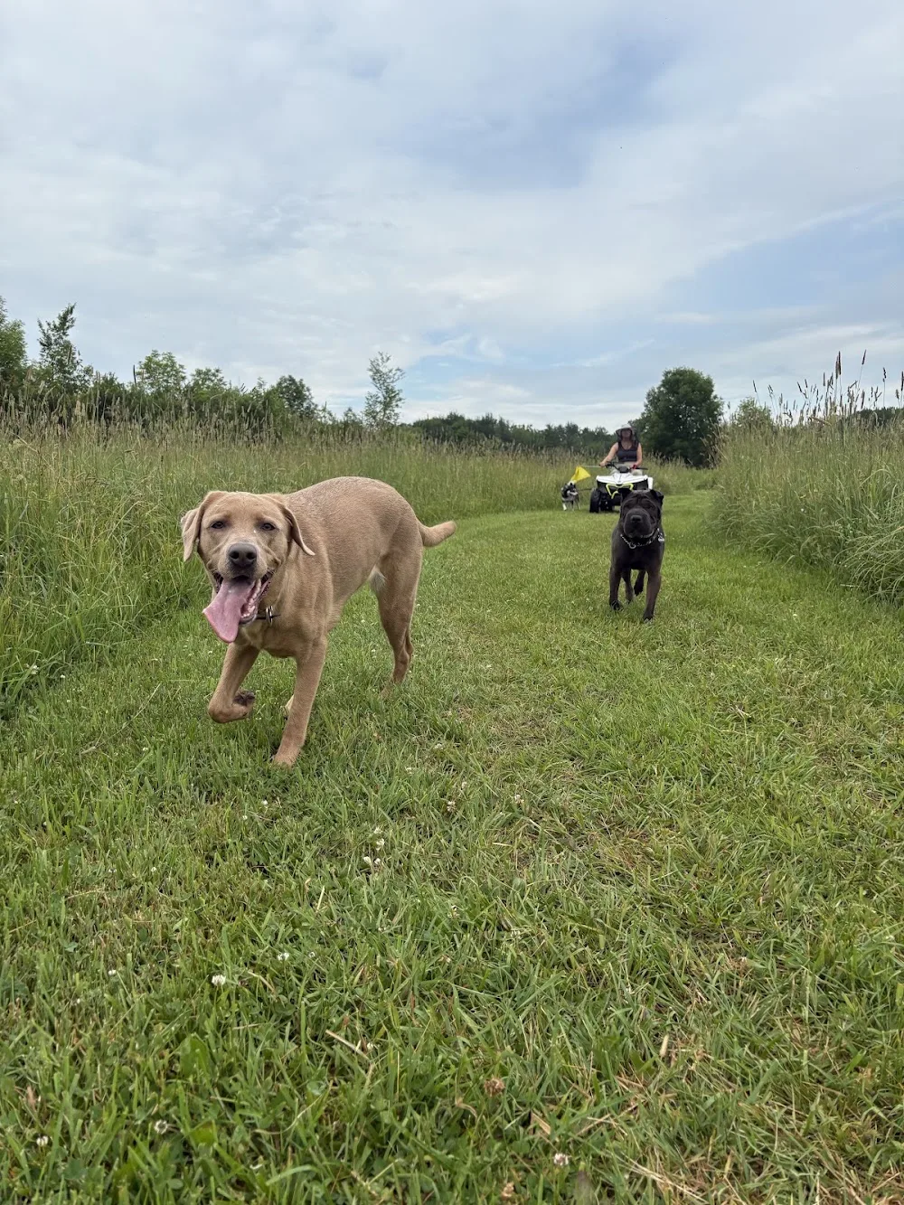Top Dog Ranch Ottawa - Ottawa pet otel görseli 2